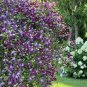 100 PCS Seeds Clematis Seeds Purple Flowers with Light Green Centre Flowers