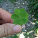 400 PCS Seeds Four Leaf Clover