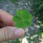 400 PCS Seeds Four Leaf Clover