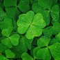 400 PCS Seeds Four Leaf Clover