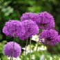 200 PCS Seeds Giant Allium Giganteum