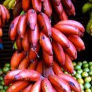200 PCS Seeds Dwarf Banana Seeds Dark Red Skin