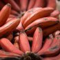 200 PCS Seeds Dwarf Banana Seeds Dark Red Skin