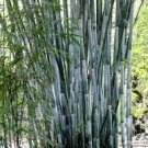 60 PCS Seeds Heirloom Clumping Bamboo