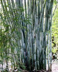 60 PCS Seeds Heirloom Clumping Bamboo