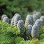 60 PCS Seeds Korean Fir Tree Seeds Abies Koreana