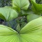 20 PCS Seeds Licuala grandis Palm Tropical Evergreen
