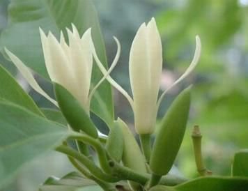 40 PCS Seeds Michelia Alba Flower Seeds White Flowers