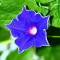 100 PCS Seeds Mixed Kikyo-zaki Morning Glory