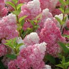 40 PCS Seeds 'Vanilla Strawberry' Hydrangea Flower 40 PCS Seeds 'Vanilla Strawberry' Hydrangea Flower
