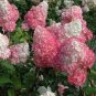 40 PCS Seeds 'Vanilla Strawberry' Hydrangea Flower