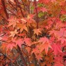 120 PCS Seeds Rare Red Japanese Maple