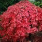 120 PCS Seeds Rare Red Japanese Maple