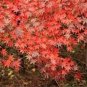 120 PCS Seeds Rare Red Japanese Maple