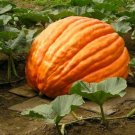 12 PCS Seeds Atlantic Giant Pumpkin
