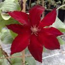 200 PCS Seeds Clematis Climbing Plants