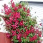 200 PCS Seeds Clematis Climbing Plants