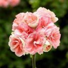 20 PCS Seeds Geranium Peach Pink Light Color Ball-types 20 PCS Seeds Geranium Peach Pink Light Color Ball-types