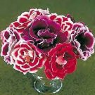 10 PCS Seeds Gloxinia F1 Brocade Double Mixed
