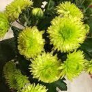 100 PCS Seeds Green Blue Purple Chrysanthemum Perennial Flower