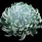 100 PCS Seeds Green Blue Purple Chrysanthemum Perennial Flower