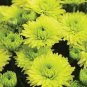 100 PCS Seeds Green Blue Purple Chrysanthemum Perennial Flower