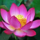 2 PCS Seeds Heirloom 'Hong Guniang' Red Lotus (Nelumbo Nucifera)