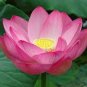 2 PCS Seeds Heirloom 'Hong Guniang' Red Lotus (Nelumbo Nucifera)