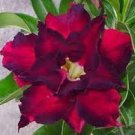 4 PCS Seeds 'Ji Yu' Adenium Desert Rose