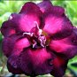 4 PCS Seeds 'Ji Yu' Adenium Desert Rose