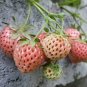 200 PCS Seeds Light Red Pineberry with White Berries