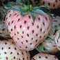 200 PCS Seeds Light Red Pineberry with White Berries