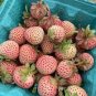 200 PCS Seeds Light Red Pineberry with White Berries