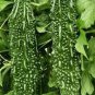 10 PCS Seeds Rare Hybrid 'Black Pearl' Bitter Melon