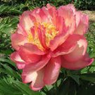10 PCS Seeds Rose Red Peony 'Shao Nv Hong' Flower Tree
