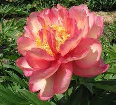 10 PCS Seeds Rose Red Peony 'Shao Nv Hong' Flower Tree