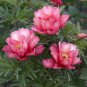10 PCS Seeds Rose Red Peony 'Shao Nv Hong' Flower Tree