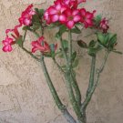 4 PCS Seeds Rosy Adenium Obesum Chotratsamee Desert Rose Flowers