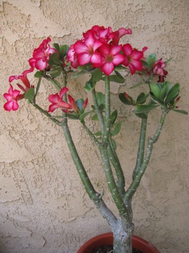 4 PCS Seeds Rosy Adenium Obesum Chotratsamee Desert Rose Flowers