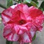 4 PCS Seeds Rosy Adenium Obesum Chotratsamee Desert Rose Flowers