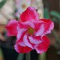 4 PCS Seeds Rosy Adenium Obesum Chotratsamee Desert Rose Flowers