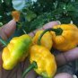 30 PCS Seeds Scotch Bonnet Red (Yellow) Hot Pepper Vegetable