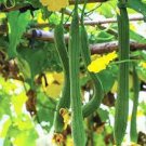 30 PCS Seeds Short Loofah Organic