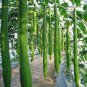 30 PCS Seeds Short Loofah Organic