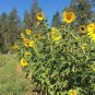 30 PCS Seeds Tarahumara Sunflower