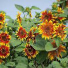 30 PCS Seeds The Joker Beautiful Bicolor Ornamental Sunflower 30 PCS Seeds The Joker Beautiful Bicolor Ornamental Sunflower