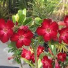 4 PCS Seeds Bright Red Adenium Desert Rose Flower