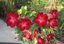 4 PCS Seeds Bright Red Adenium Desert Rose Flower