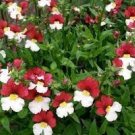 60 PCS Seeds Nemesia Strumosa Danish Flag Flower 60 PCS Seeds Nemesia Strumosa Danish Flag Flower