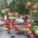 200 PCS Seeds Pink King Tomato